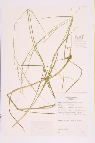 Northern Mannagrass; Small Floating Mannagrass specimen